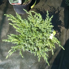 Можжевельник чешуйчатый 'Блу Швед'