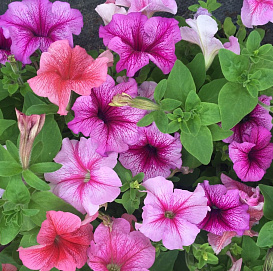 Петуния (сурфиния) гибридная 'Дедди Формула Микс' (смесь)