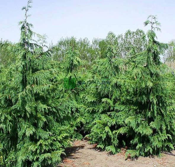 Кипарисовик нутканский 'Пендула'