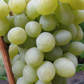 Виноград 'Александрит'