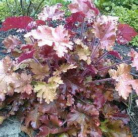 Гейхера американская 'Каппучино'