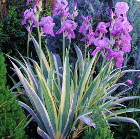 Ирис германский (бородатый) 'Вариегата' 