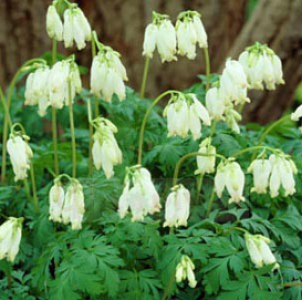 Дицентра красивая 'Аврора'