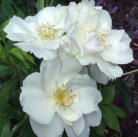 Роза 'Морден Сноубьюти' (шраб) (белая)