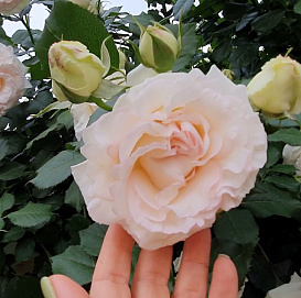 Роза 'Палас Роял' (плетистая) (бело - розовая)