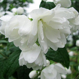 Чубушник 'Сноубель'