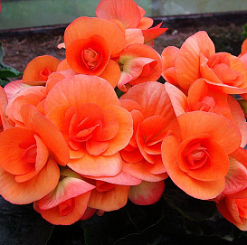 Бегония элатиор