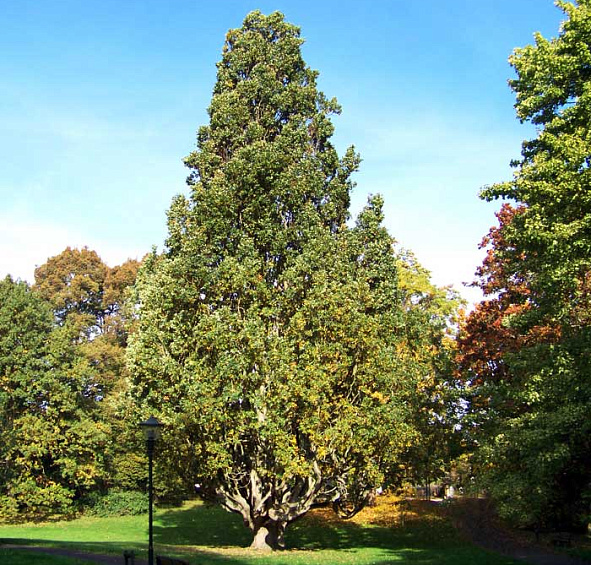 Дуб черешчатый 'Фастигиата'