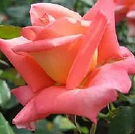 Роза 'Карнавал' (чайно - гибридная) (персиково - розовая)