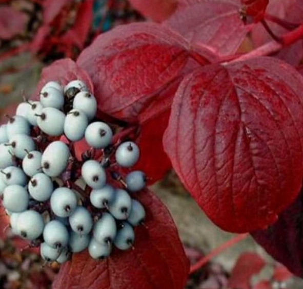 Дерен белый 'Сайбериан Перлс'