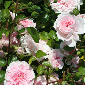 Роза 'Босса-нова' (почвопокровная, миниатюрная) (бело - розовая)