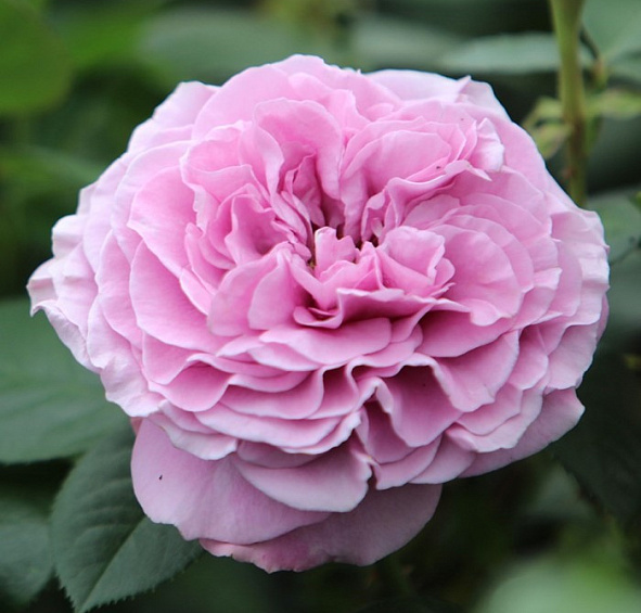 Роза 'Лавендер Айс' (флорибунда) (фиолетовая светлая)