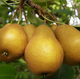 Груша 'Дюймовочка'
