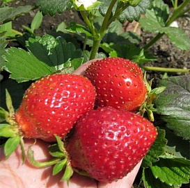 Земляника (клубника) 'Белтран'