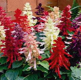 Сальвия блестящая