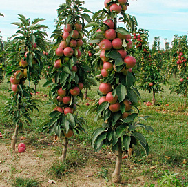 Яблоня колоновидная