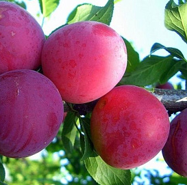 Слива 'Болховчанка'