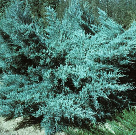 Можжевельник пфитцериана 'Пфитцериана Глаука'