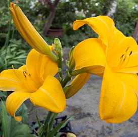 Лилейник гибридный 'Чикаго Санрайс'