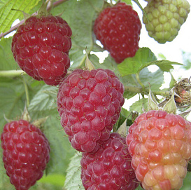 Малина 'Патриция'