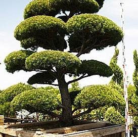 Сосна скрученная бонсай