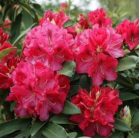Рододендрон гибридный 'Вилгенс Руби'