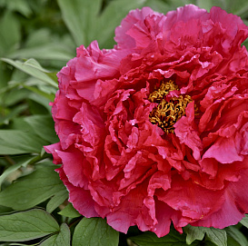 Пион древовидный (Красное серебро) 'Йин Хонг Квай Дуй' (красно - малиновый)