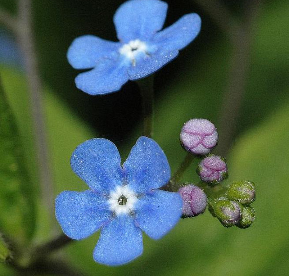 Бруннера крупнолистная
