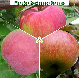 Яблоня домашняя 'Мельба/Конфетное/Орлинка' (тройная прививка)