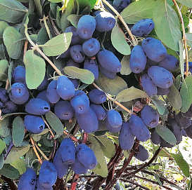 Жимолость съедобная 'Индиго Джем'