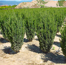 Тис средний 'Хилли'