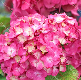 Гортензия крупнолистная 'Эндлесс Саммер Блумстар'