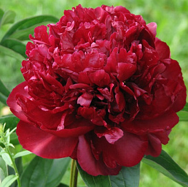 Пион молочноцветковый 'Монсеньор М.Каюзак'