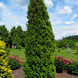 Туя западная 'Малоняна'