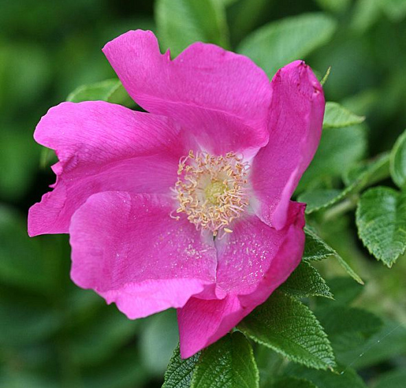 Роза ругоза 'Рубра' (розовый)