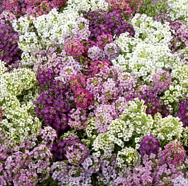 Алиссум морской (Лобулярия) 'Исте Боннет МИКС' (смесь)