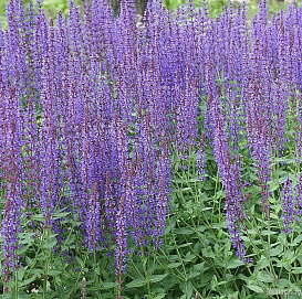 Сальвия дубравная (Шалфей) 'Нью Дименшн Блю'
