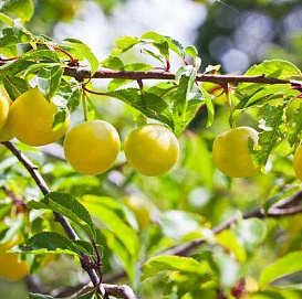 Слива 'Желтая Ранняя'