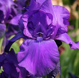 Ирис германский (бородатый) 'Матината' 