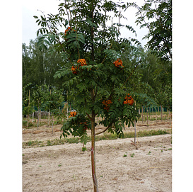 Рябина обыкновенная