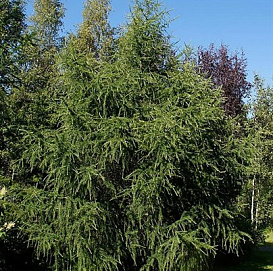 Лиственница Маргилинда