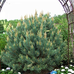 Сосна горная