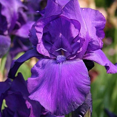 Ирис германский (бородатый) 'Матината' 