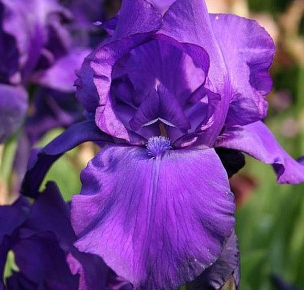 Ирис германский (бородатый) 'Матината' 