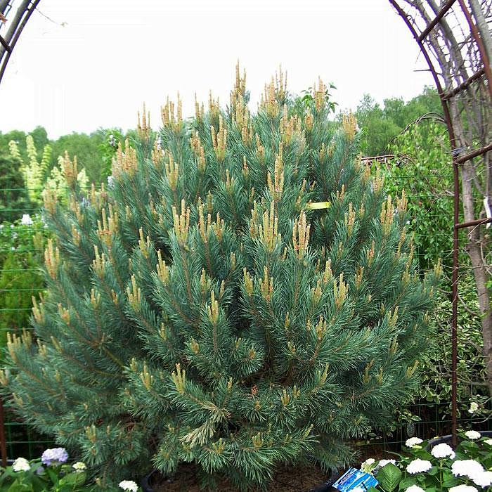 \u0421\u043e\u0441\u043d\u0430 \u0433\u043e\u0440\u043d\u0430\u044f (Pinus mugo) \u043a\u0443\u043f\u0438\u0442\u044c \u035\u0446e =\u0435 1.620,00 \u0440\u0443\u0431. \u0432 \u041c\u043e\u0441\u043a\u0432\u0435 \u0432...
