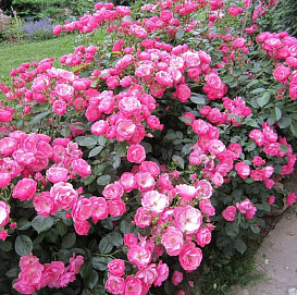 Роза 'Ангела' (флорибунда, шраб) (розовая)