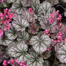 Гейхера 'Рейве Он'