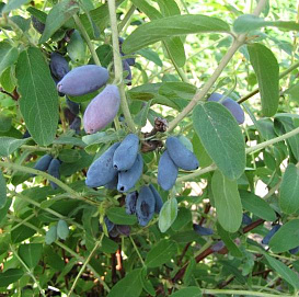 Жимолость съедобная 'Лакомка'