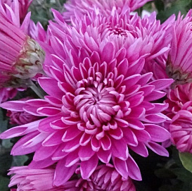 Хризантема корейская 'Седой генерал'