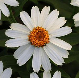 Цинния мариландская 'Захара Уайт' (белая)